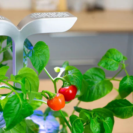 Véritable Lingot Červená mini paprika - BIO